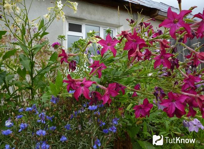 Фото душистого табака 1