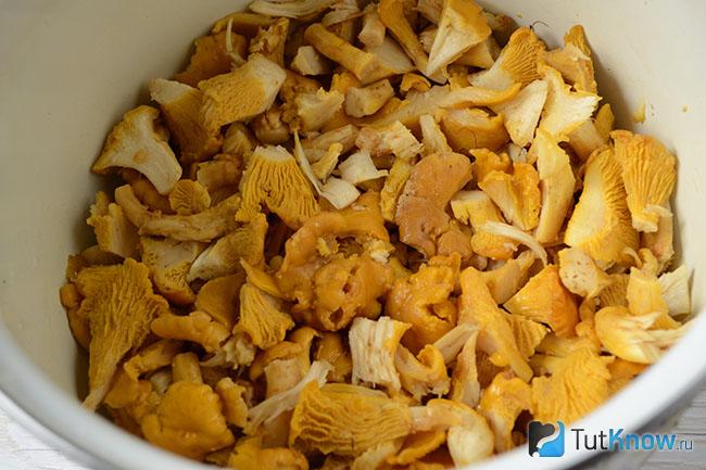 Заготовленные лисички крупным планом