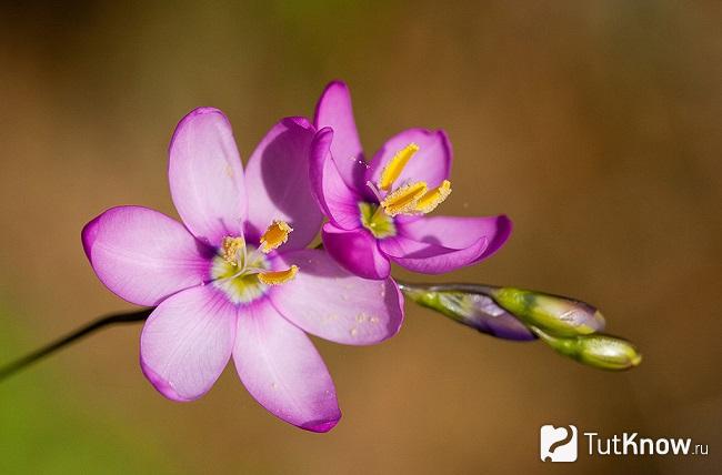 Фото Иксии 3