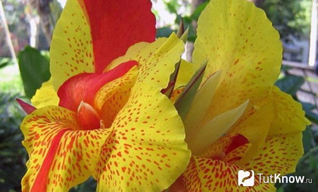 На фото Канна орхидная