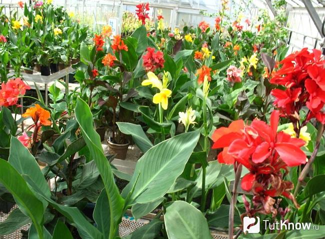 Фото Канны 5