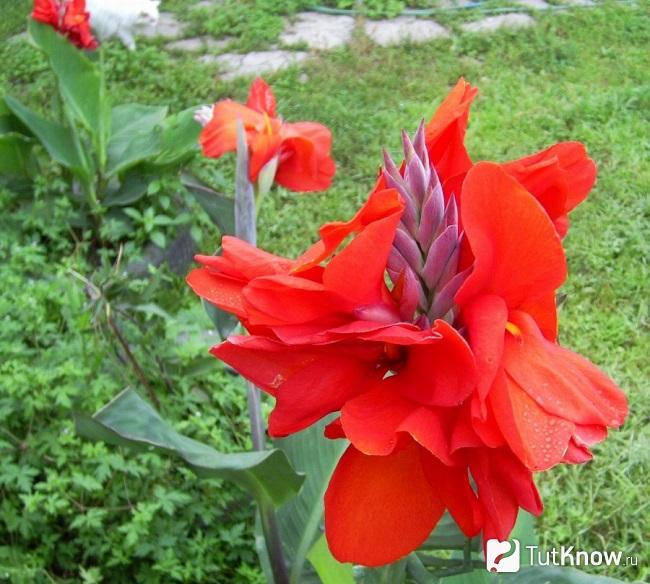 Фото Канны 3