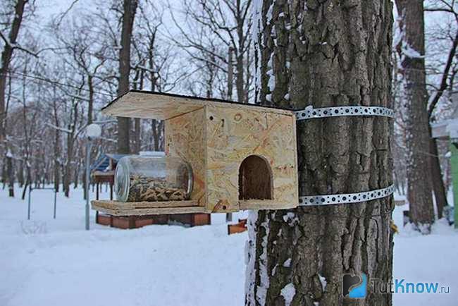 Готовая кормушка для белки висит на дереве