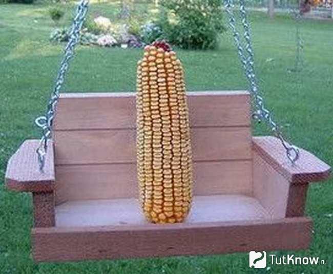 Кукуруза на качелях