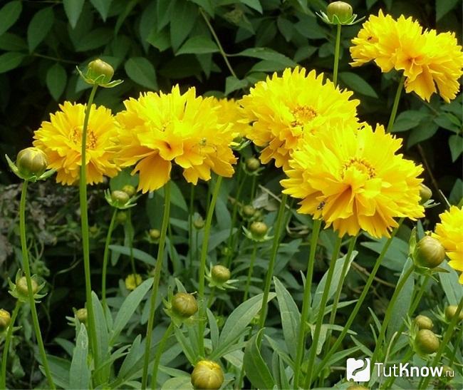 На фото Кореопсис Друммонда
