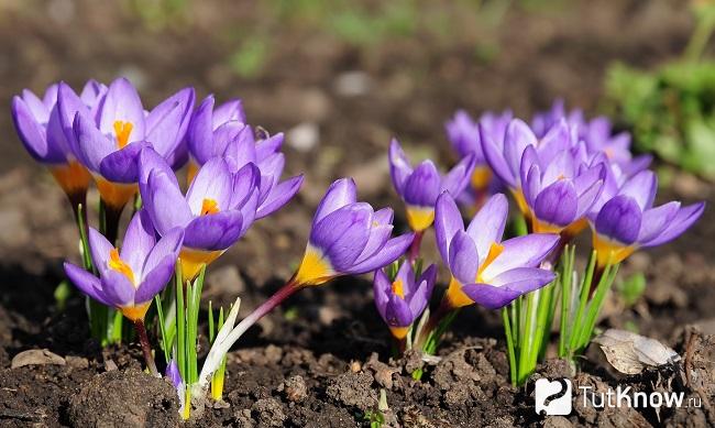 Фото Крокуса 5
