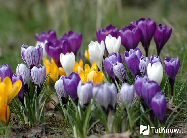 Фото Крокуса 3