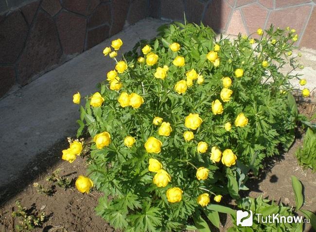 Фото Купальницы 1