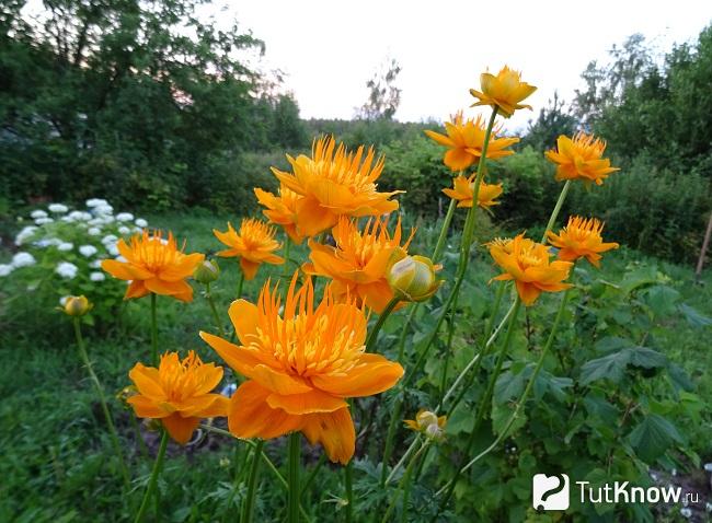 На фото Купальница китайская