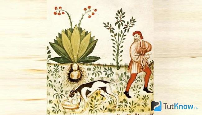 Рисунок корня Мандрагоры