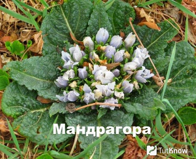 Фото растения Мандрагора