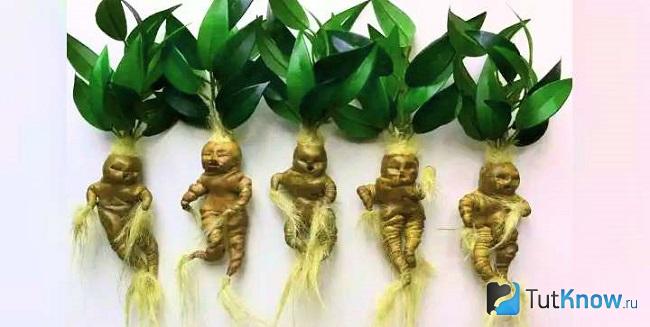 Корни, похожие на корень мандрагоры