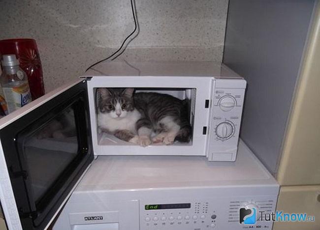Кошка в микроволновке