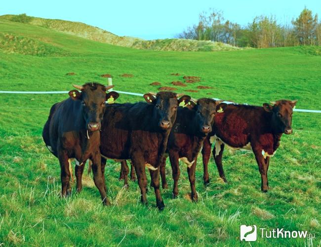 Коровы глостерширской породы на лугу