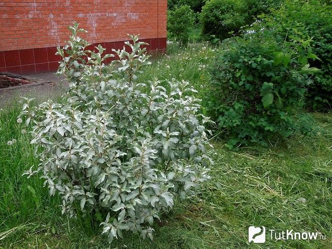 Куст Лоха