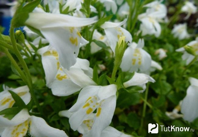Фото Мазуса 5