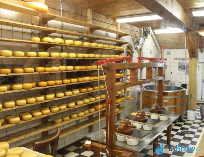 Головки сыра Пор-Салю на дозревании