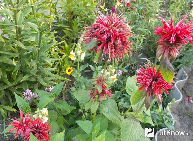 Монарда в грунте