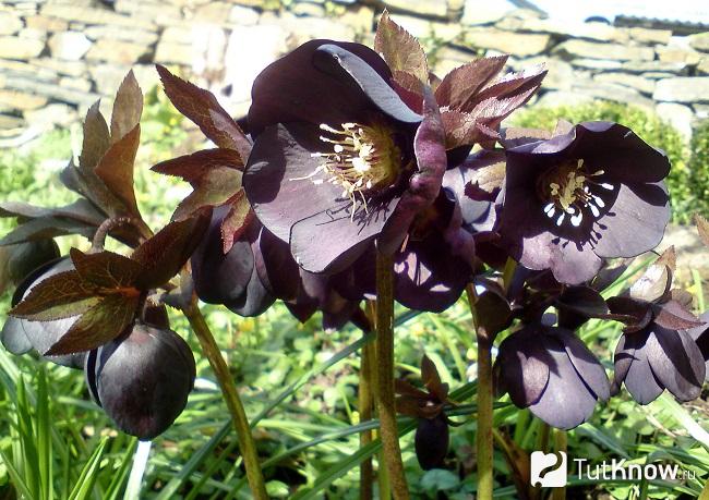 На фото Морозник черный