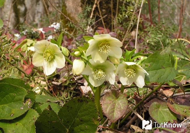 На фото Морозник кавказский