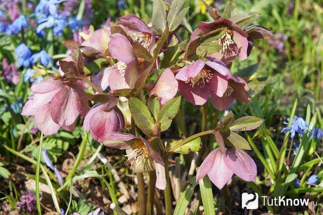 На фото Морозник абхазский