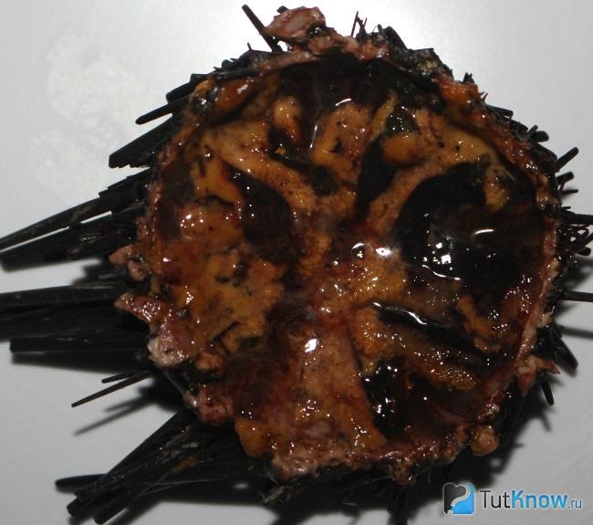 Морской еж с икрой