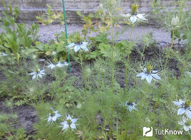 Нигелла в грунте