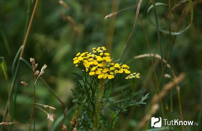 Фото Пижмы 5
