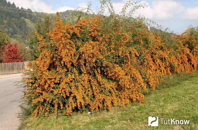Фото Пираканты 4