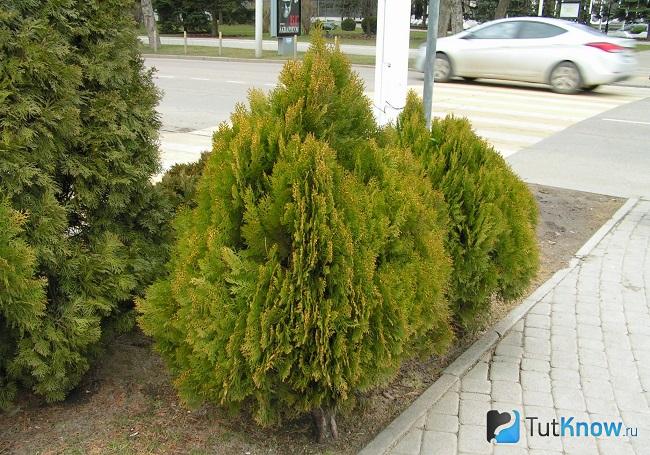 Фото Плосковеточника 5