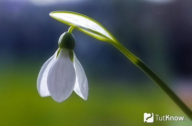 Фото Подснежника 5