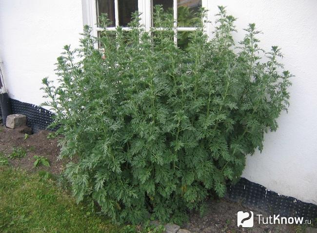 Куст Полыни