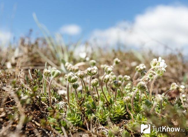 Фото Проломника 2
