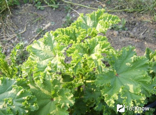 На фото Просвирник кудрявый