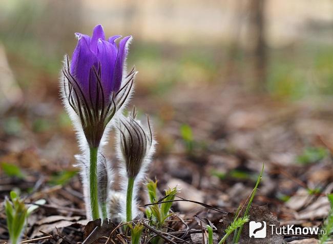 Фото Прострела 5