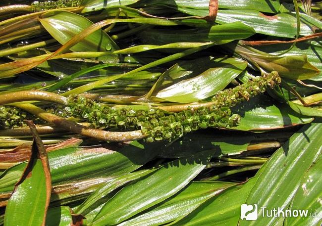 Листья Рдеста