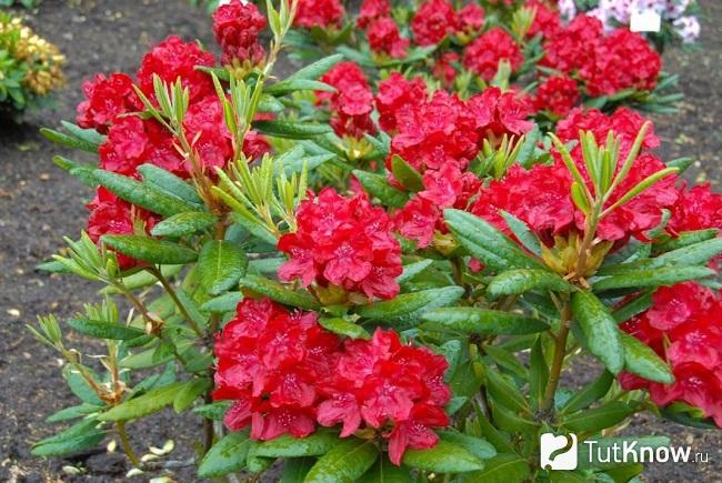 Фото Рододендрона 4