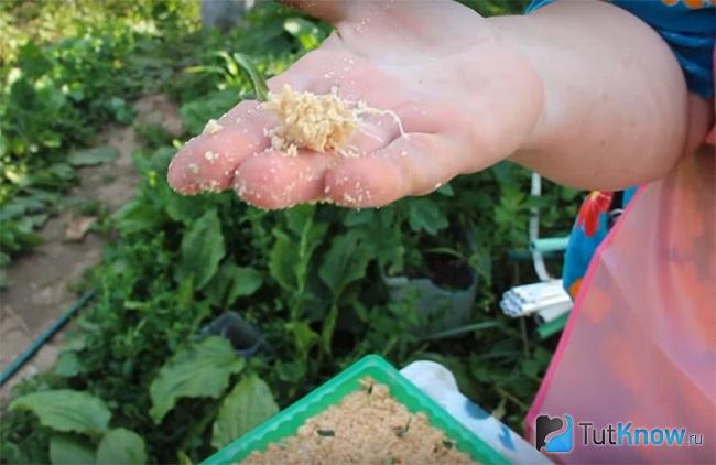 Новый вариант посадки рассады