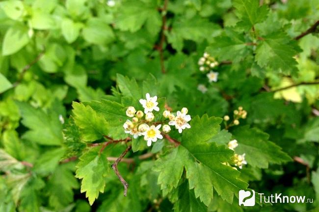 Фото Стефанандры 5
