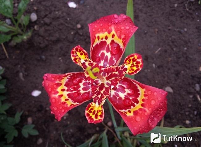 Фото Тигридии 4