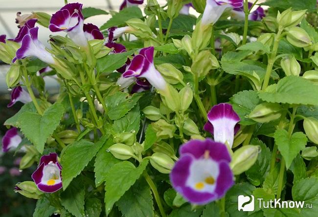 Фото Торении 1