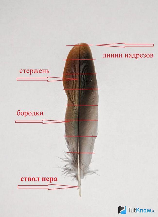 Схема строения пера