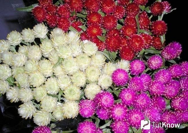 Цветы гомфрены