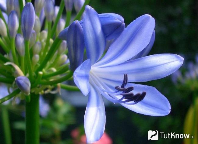 Фото Агапантуса 5