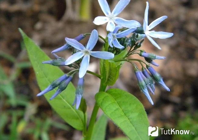 На фото Амсония Людовика