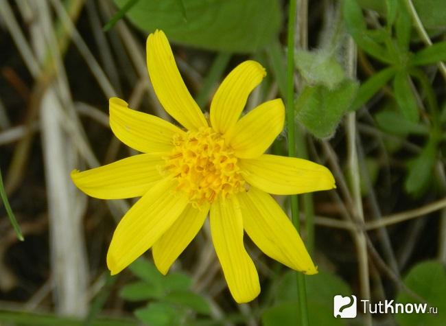 Фото Арники 4