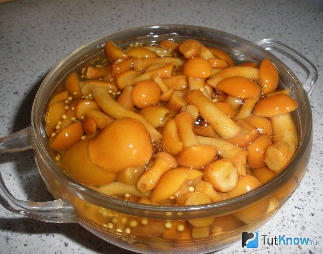 Внешний вид маринованных маслят
