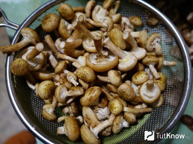 Приготовление маринованных опят