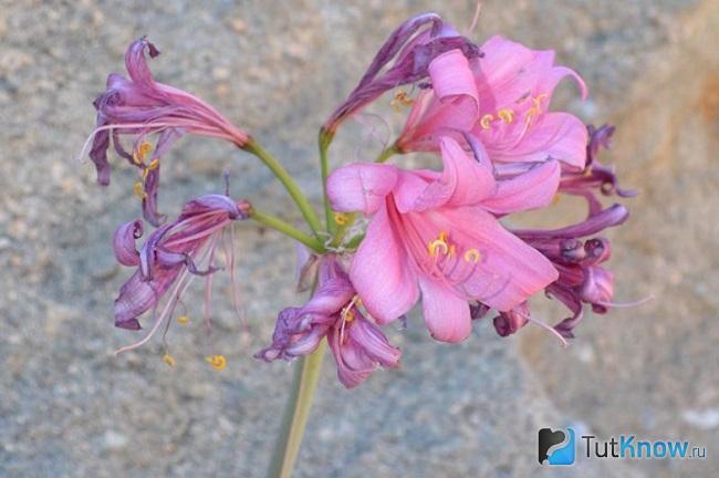 На фото Амариллис парадизикола