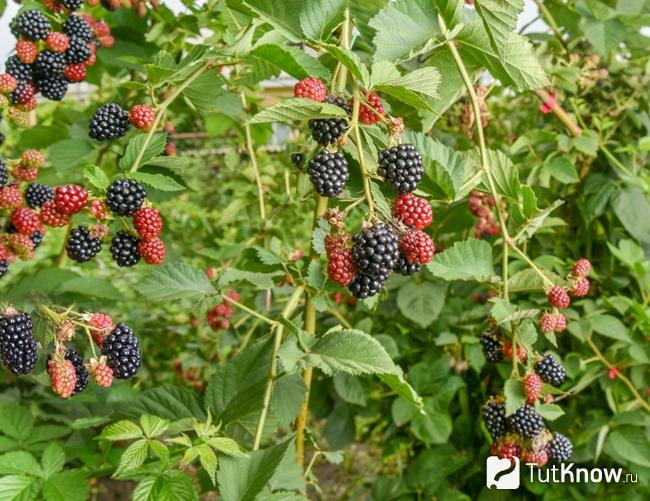 Ягоды ежевики на ветках куста